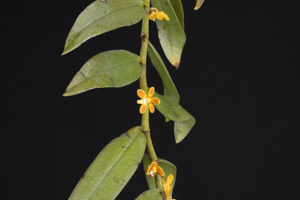 Trichoglotis orchidea Gin Gan CB flower & plant